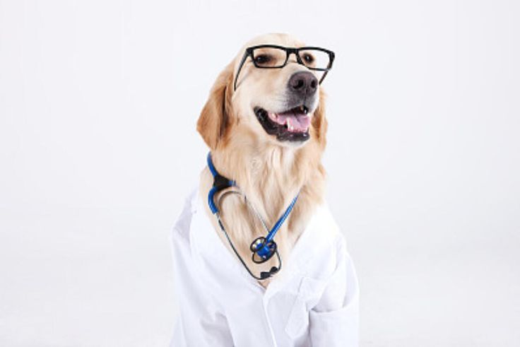 Dog doctor